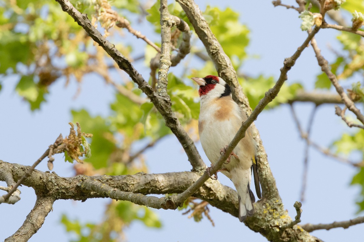 European Goldfinch - Carsten Sekula