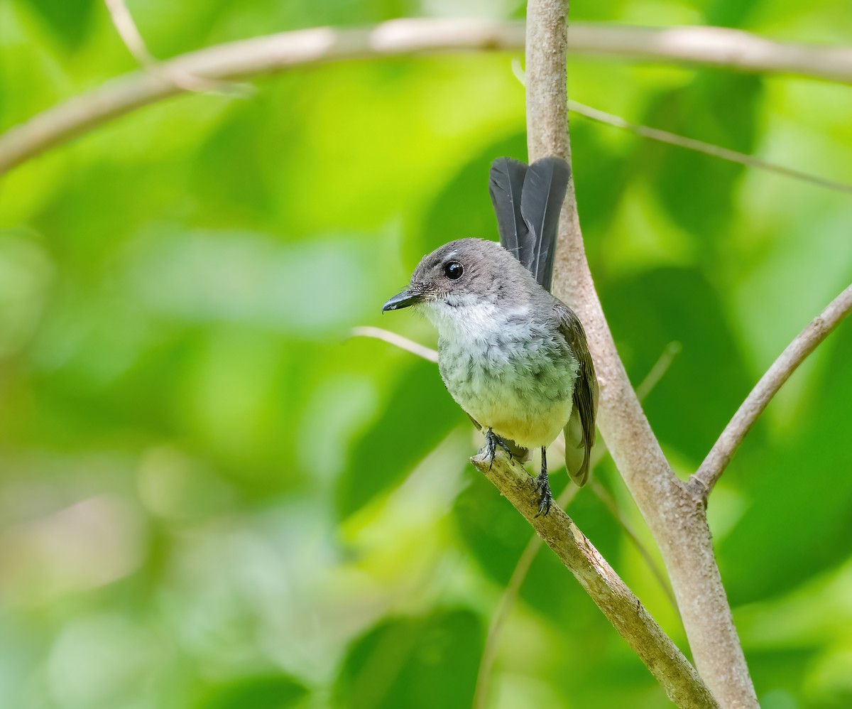 Northern Fantail (Timor) - Wilbur Goh