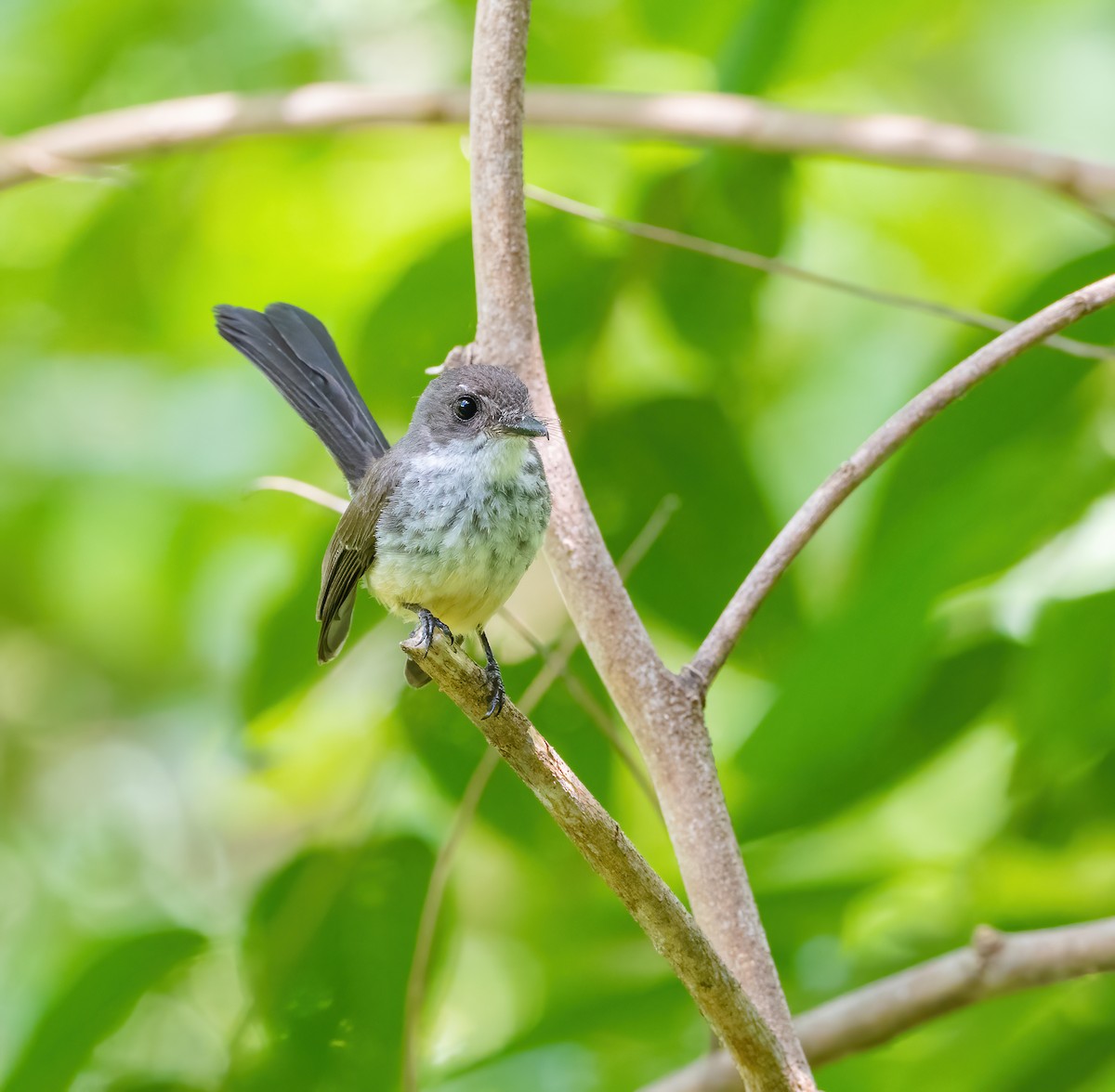 Northern Fantail (Timor) - Wilbur Goh