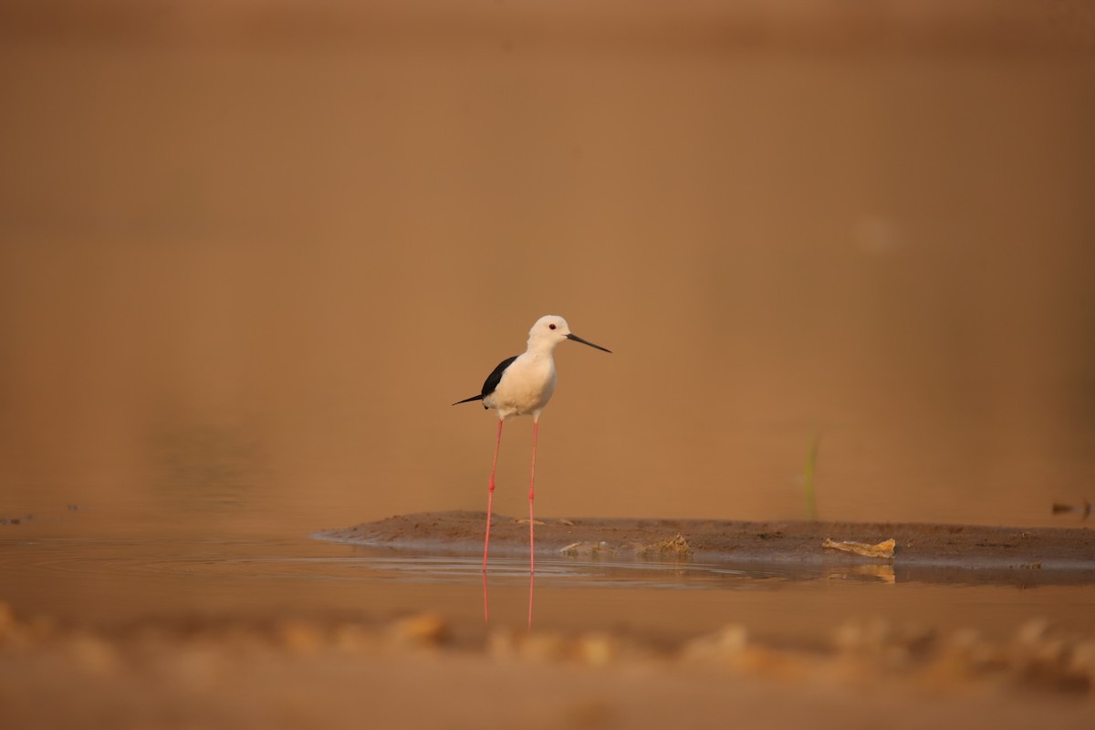 Black-winged Stilt - ML619478984