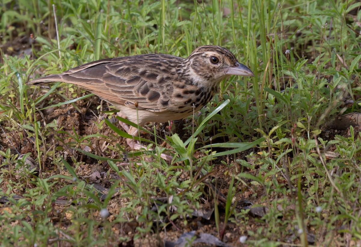 Jerdon's Bushlark - Lars Petersson | My World of Bird Photography