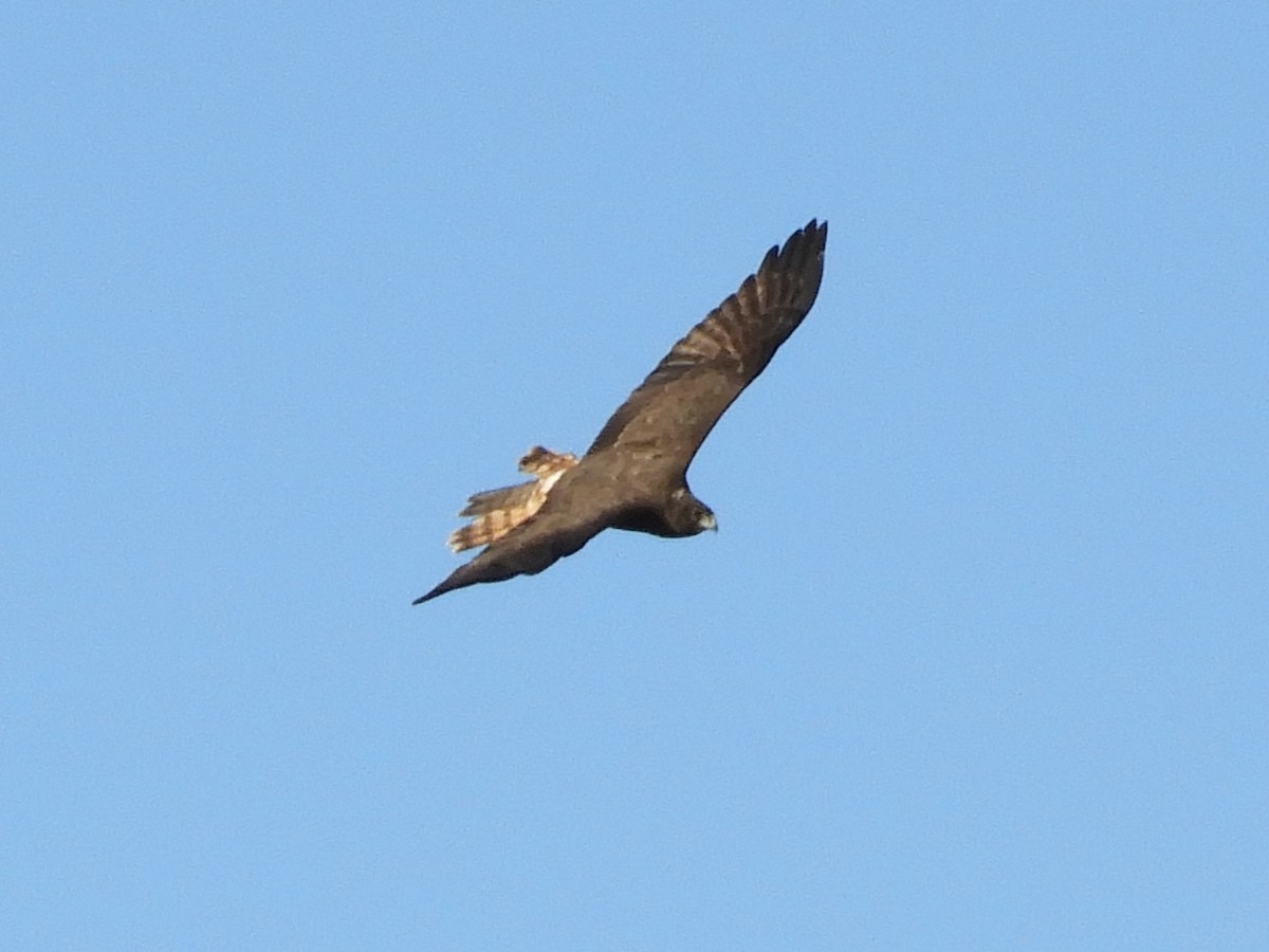 Swamp Harrier - Natalee Bozzi