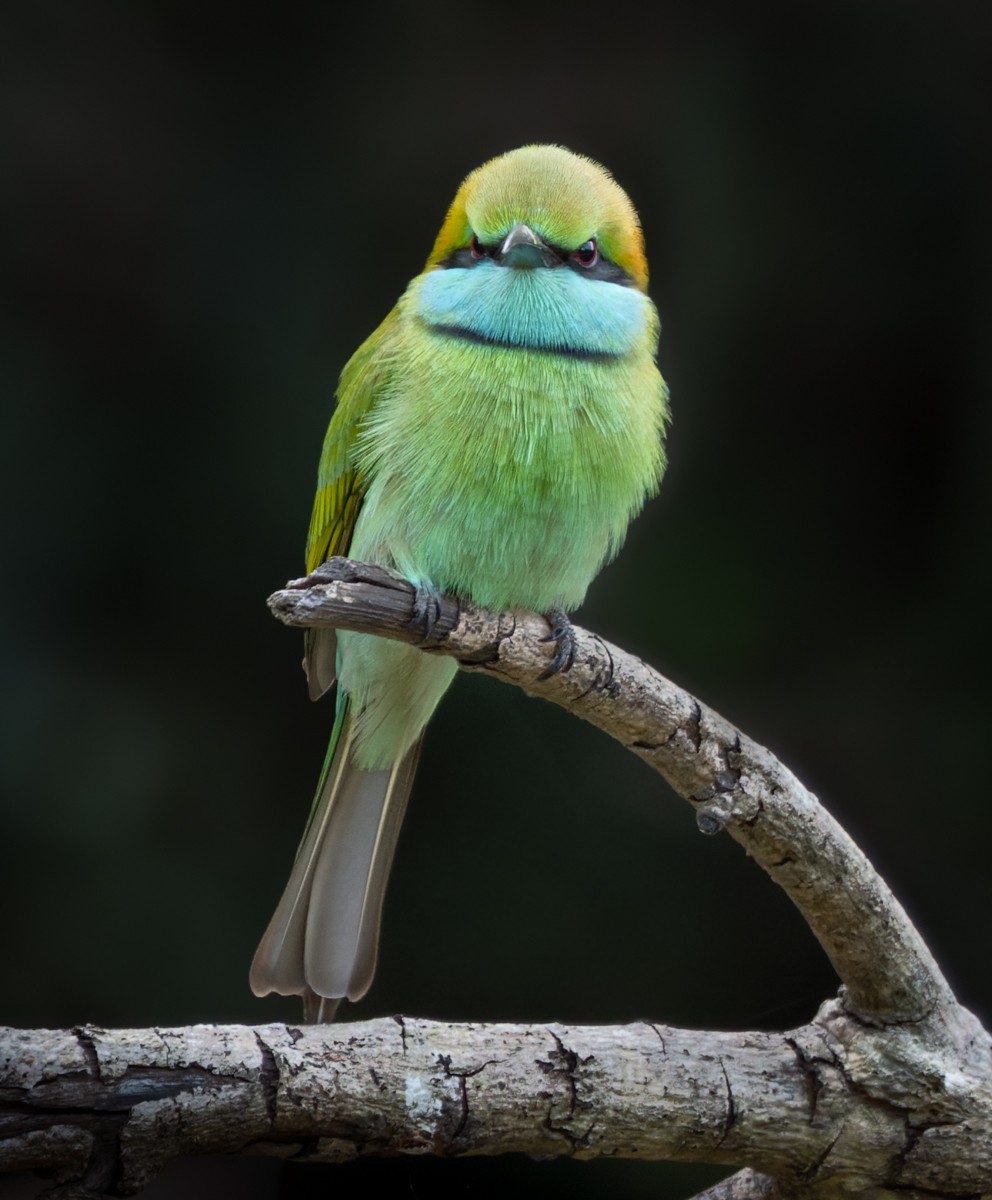 Asian Green Bee-eater - Lars Petersson | My World of Bird Photography