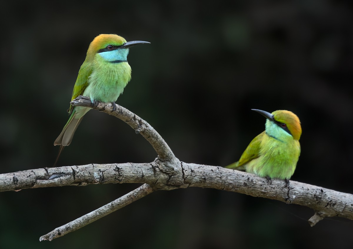 Asian Green Bee-eater - Lars Petersson | My World of Bird Photography