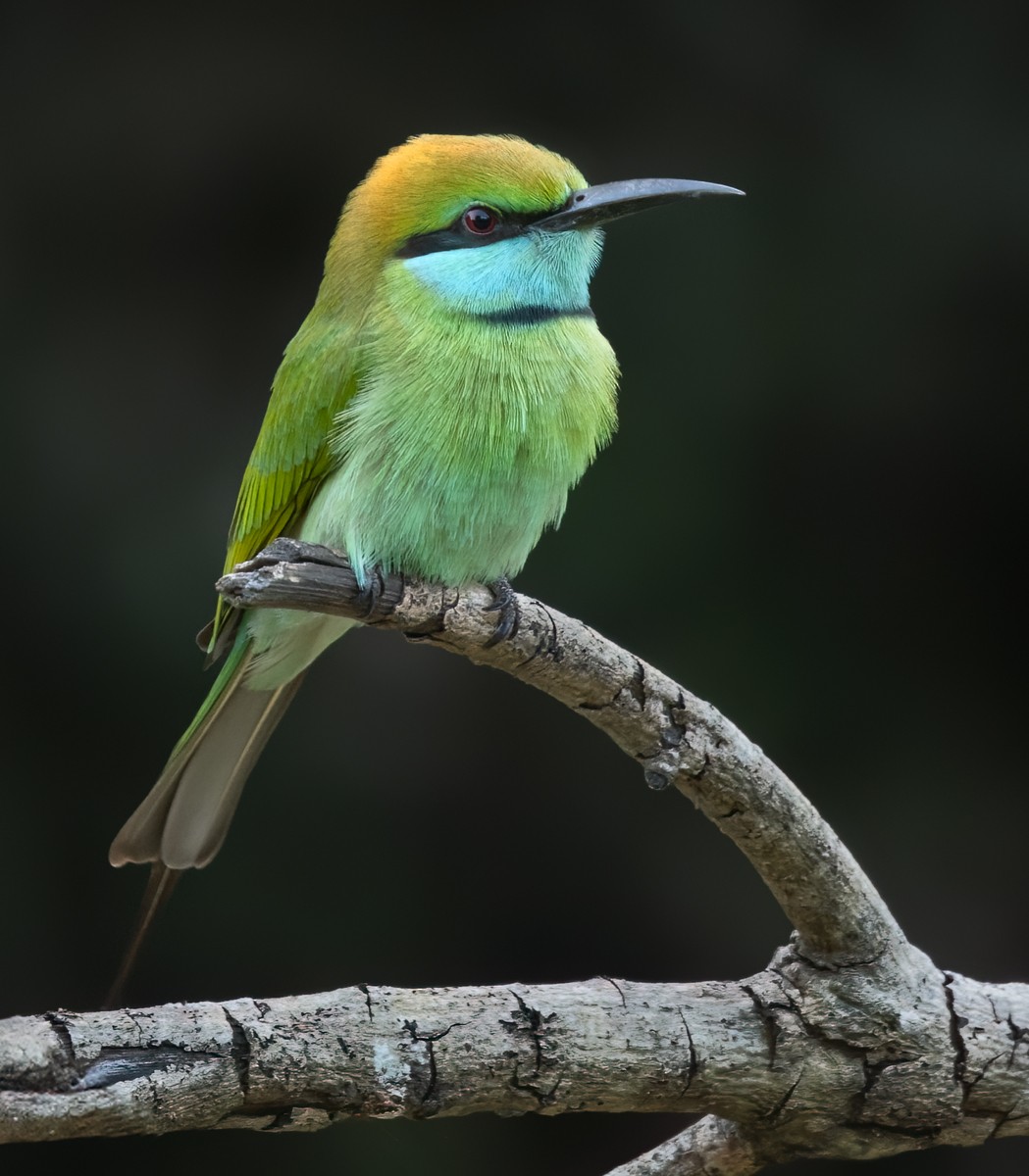 Asian Green Bee-eater - Lars Petersson | My World of Bird Photography