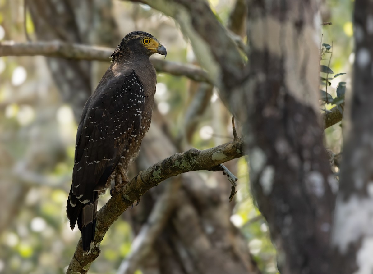 Crested Serpent-Eagle - Lars Petersson | My World of Bird Photography