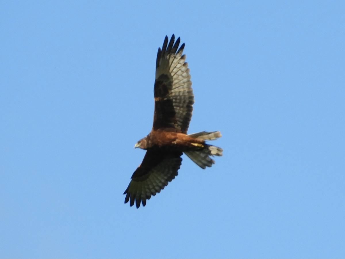 Swamp Harrier - ML619479002