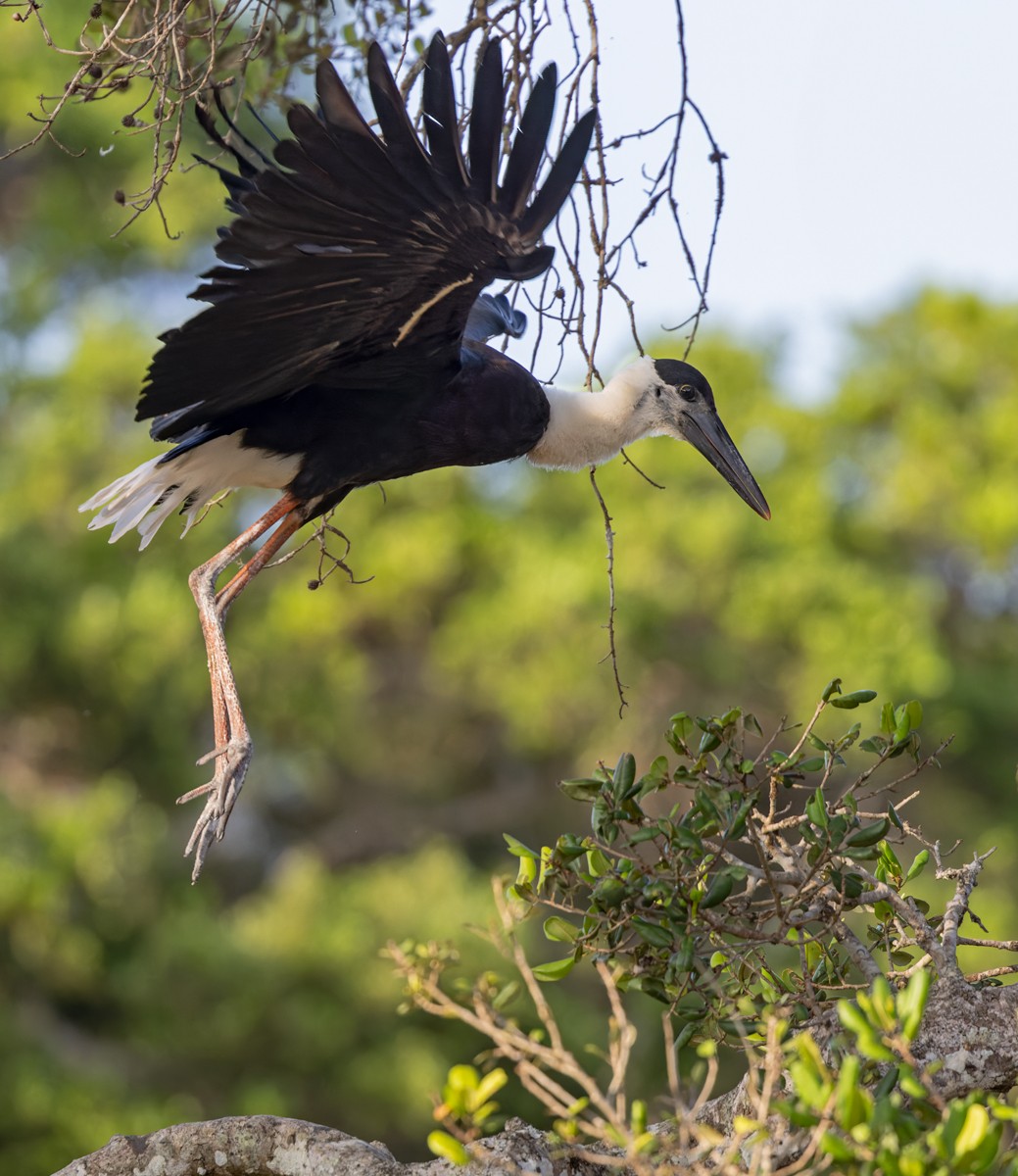 Asian Woolly-necked Stork - Lars Petersson | My World of Bird Photography