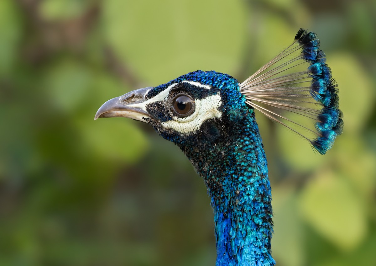 Indian Peafowl - Lars Petersson | My World of Bird Photography