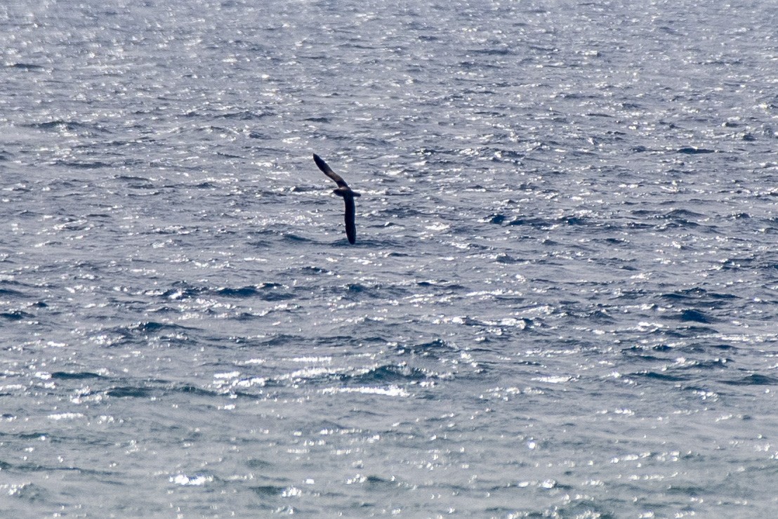 Cory's Shearwater - Göktuğ  Güzelbey