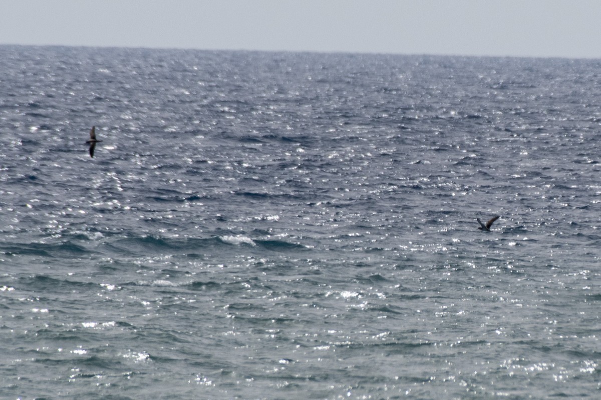 Yelkouan Shearwater - Göktuğ  Güzelbey