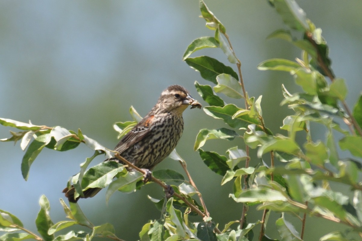 Red-winged Blackbird - James Fox