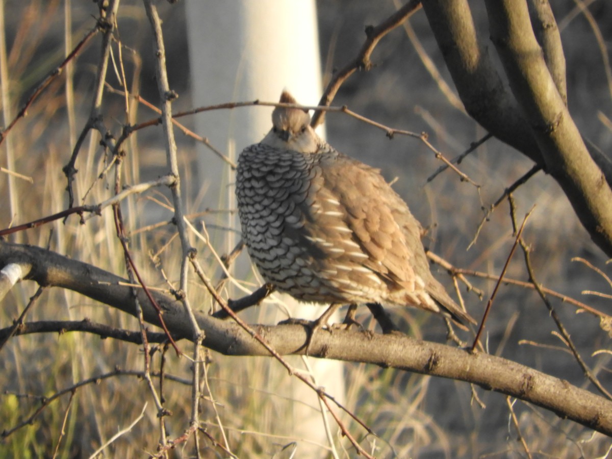 Scaled Quail - Thomas Bürgi