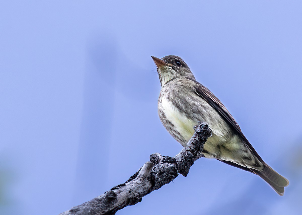 Olive-sided Flycatcher - William Rideout