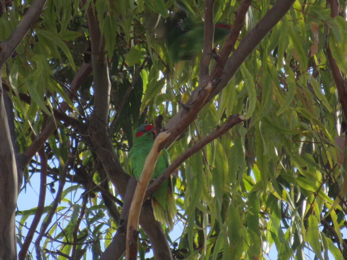 Musk Lorikeet - Christine D