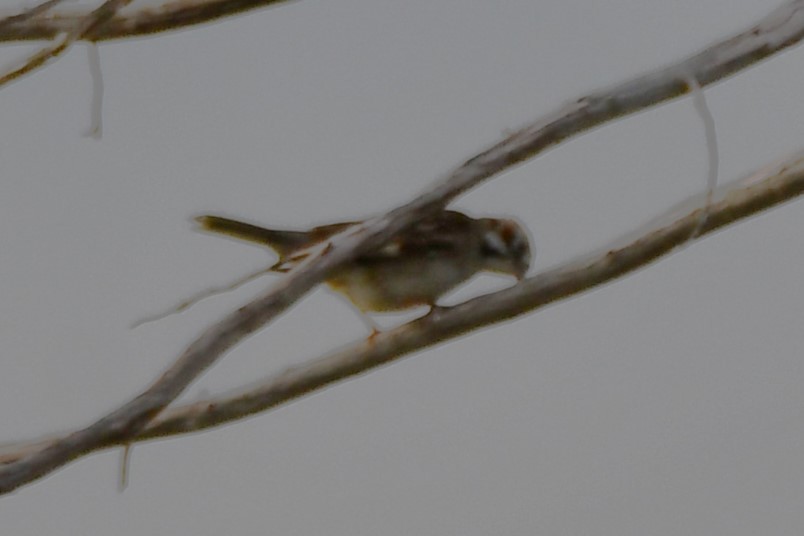 Lark Sparrow - Carmen Ricer