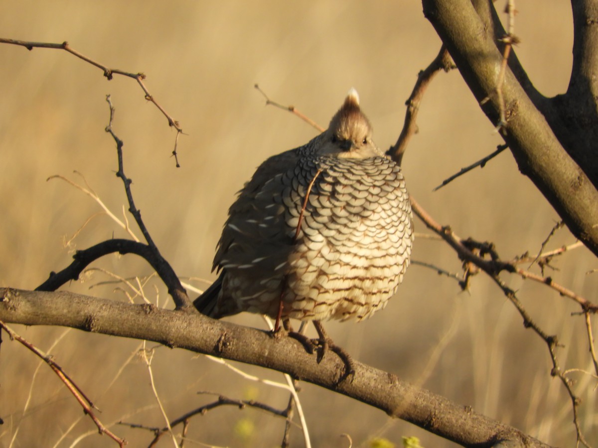 Scaled Quail - Thomas Bürgi