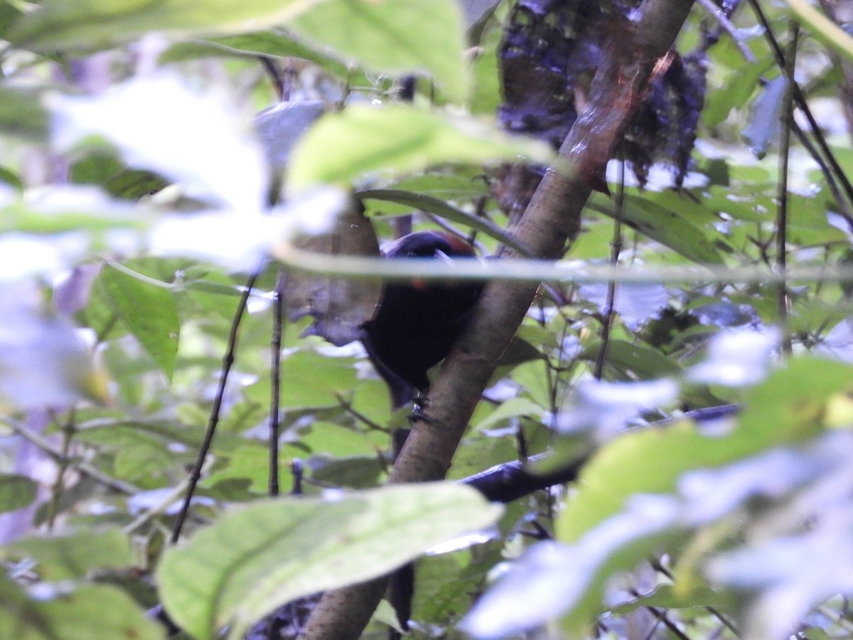 North Island Saddleback - Natalee Bozzi