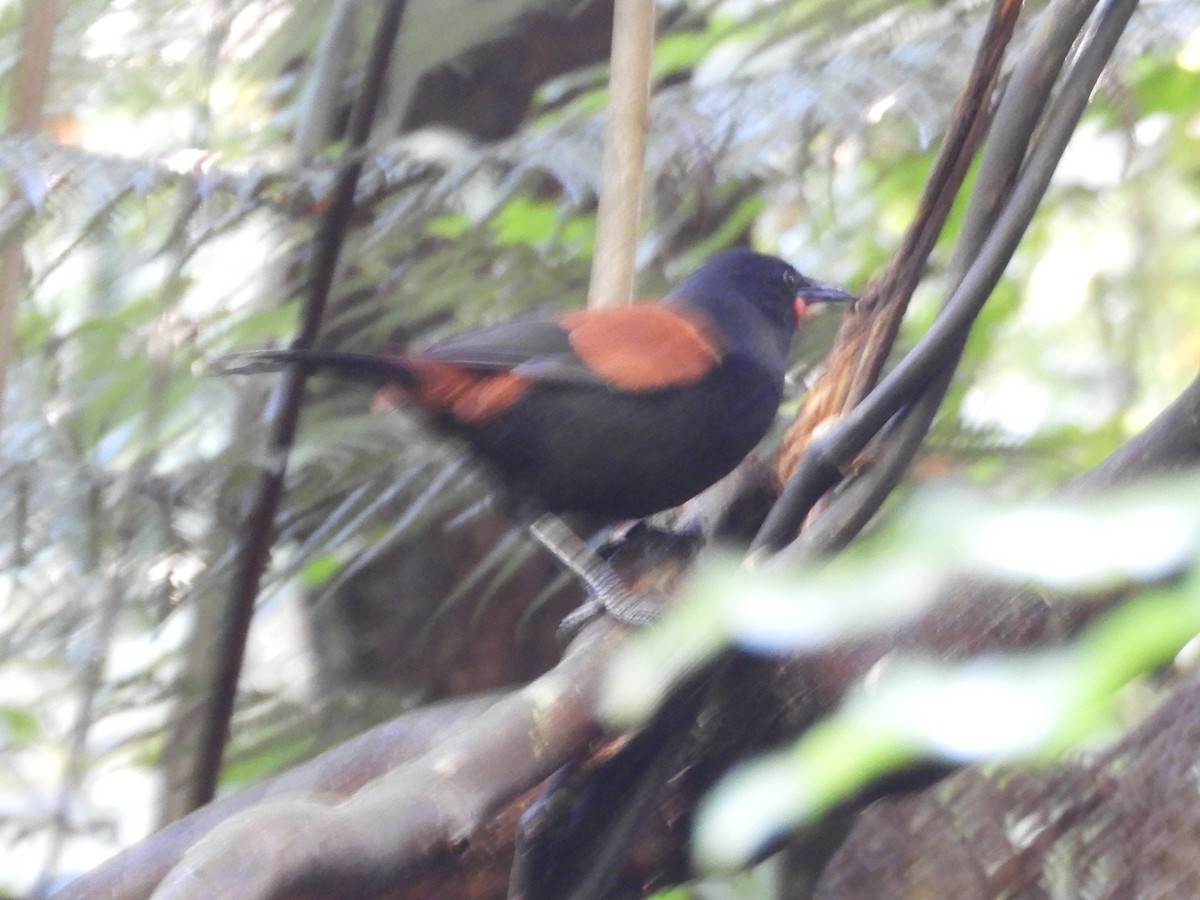 North Island Saddleback - ML619479052