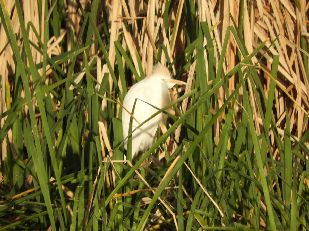 Western Cattle Egret - Thomas Bürgi