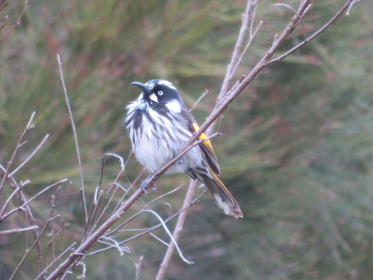 New Holland Honeyeater - ML619479054