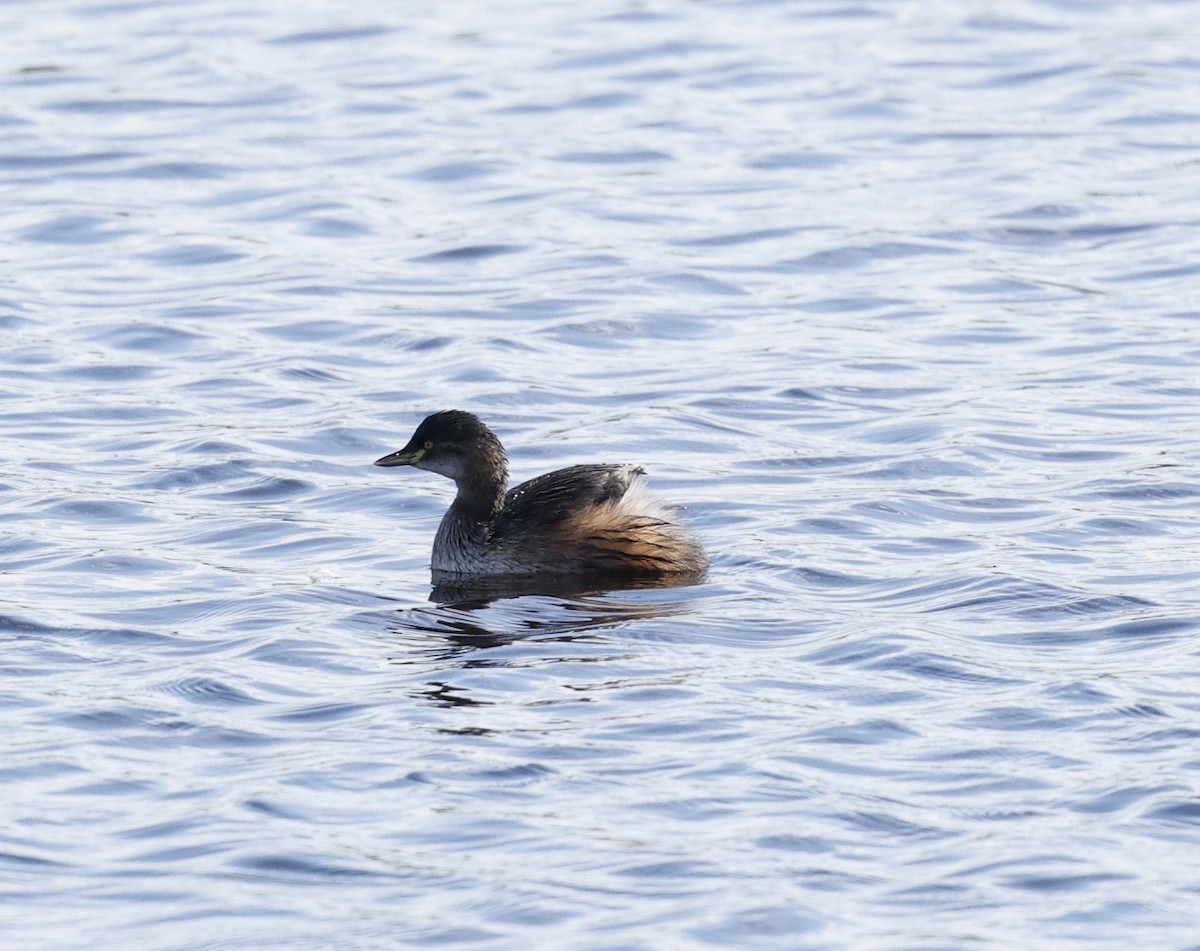 Australasian Grebe - ML619479056