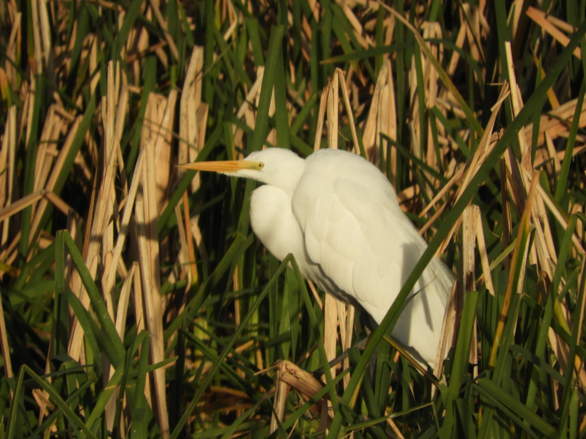 Great Egret - Thomas Bürgi