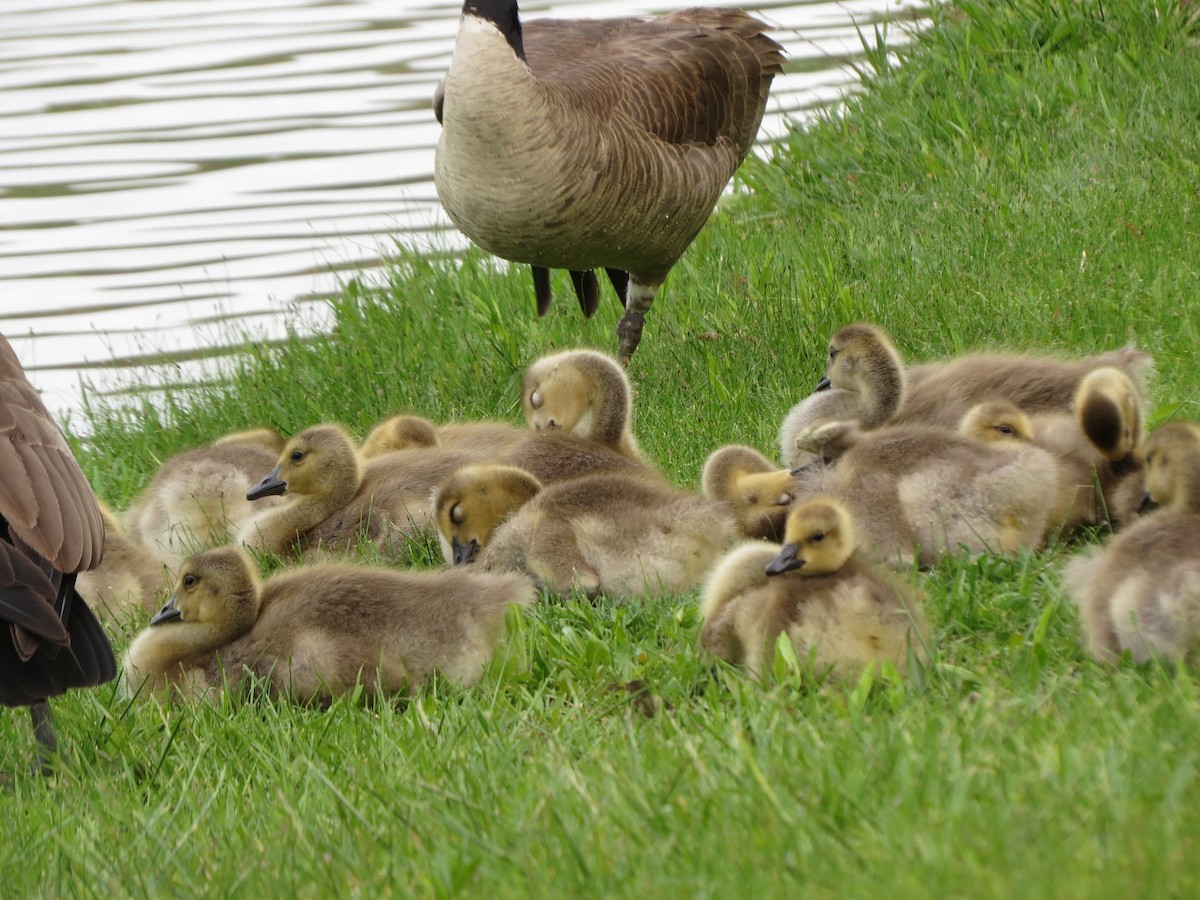 Canada Goose - Melanie Mitchell