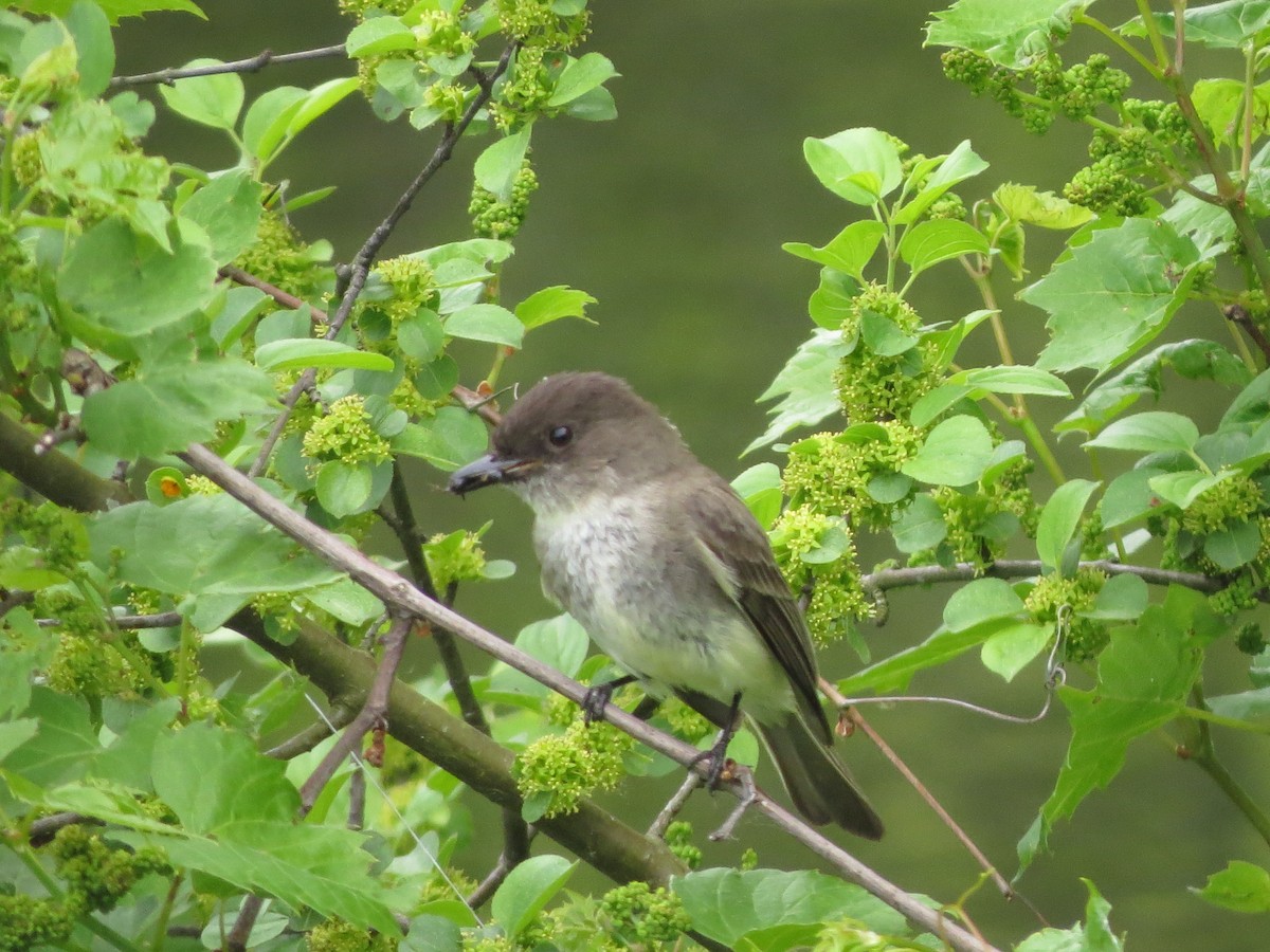 Eastern Phoebe - Melanie Mitchell