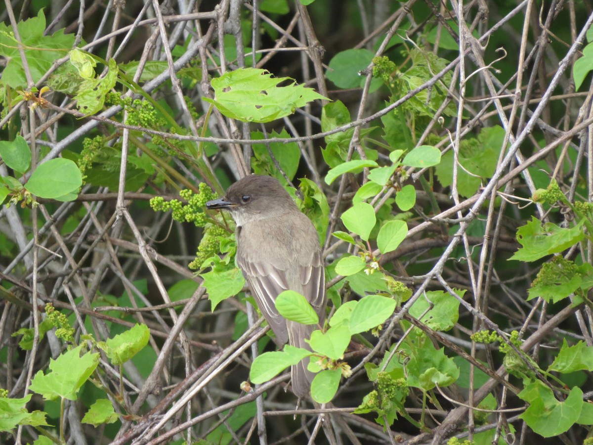 Eastern Phoebe - ML619479071