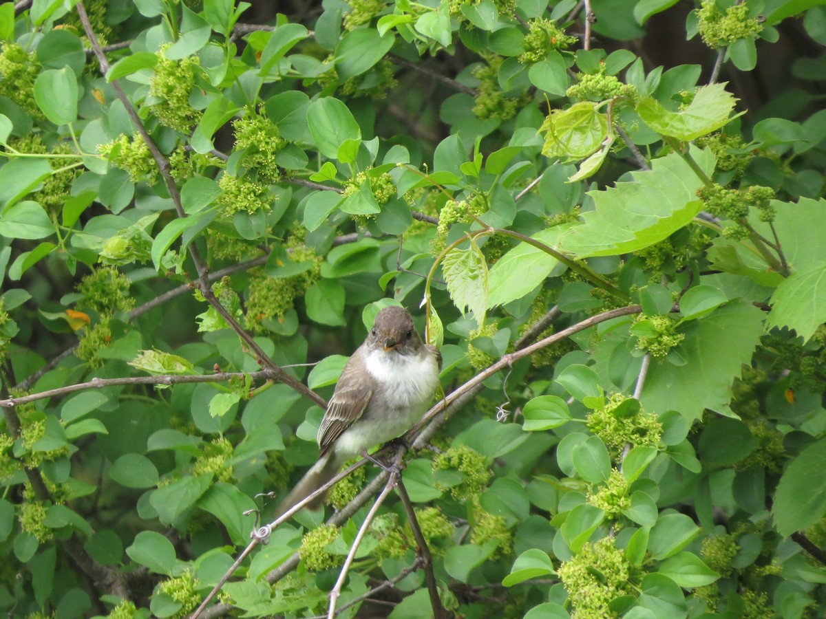 Eastern Phoebe - Melanie Mitchell