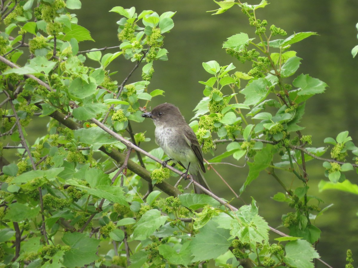 Eastern Phoebe - Melanie Mitchell