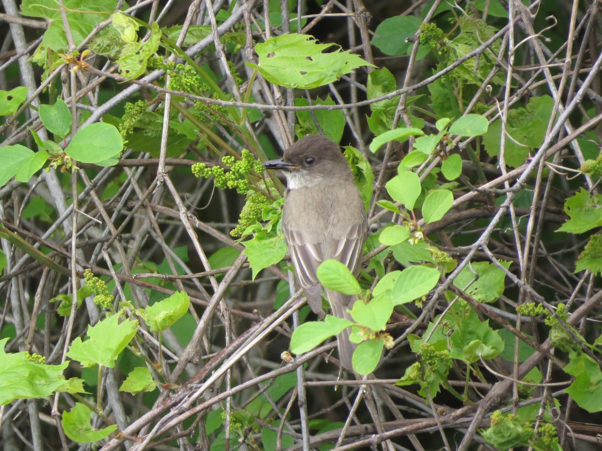 Eastern Phoebe - ML619479074