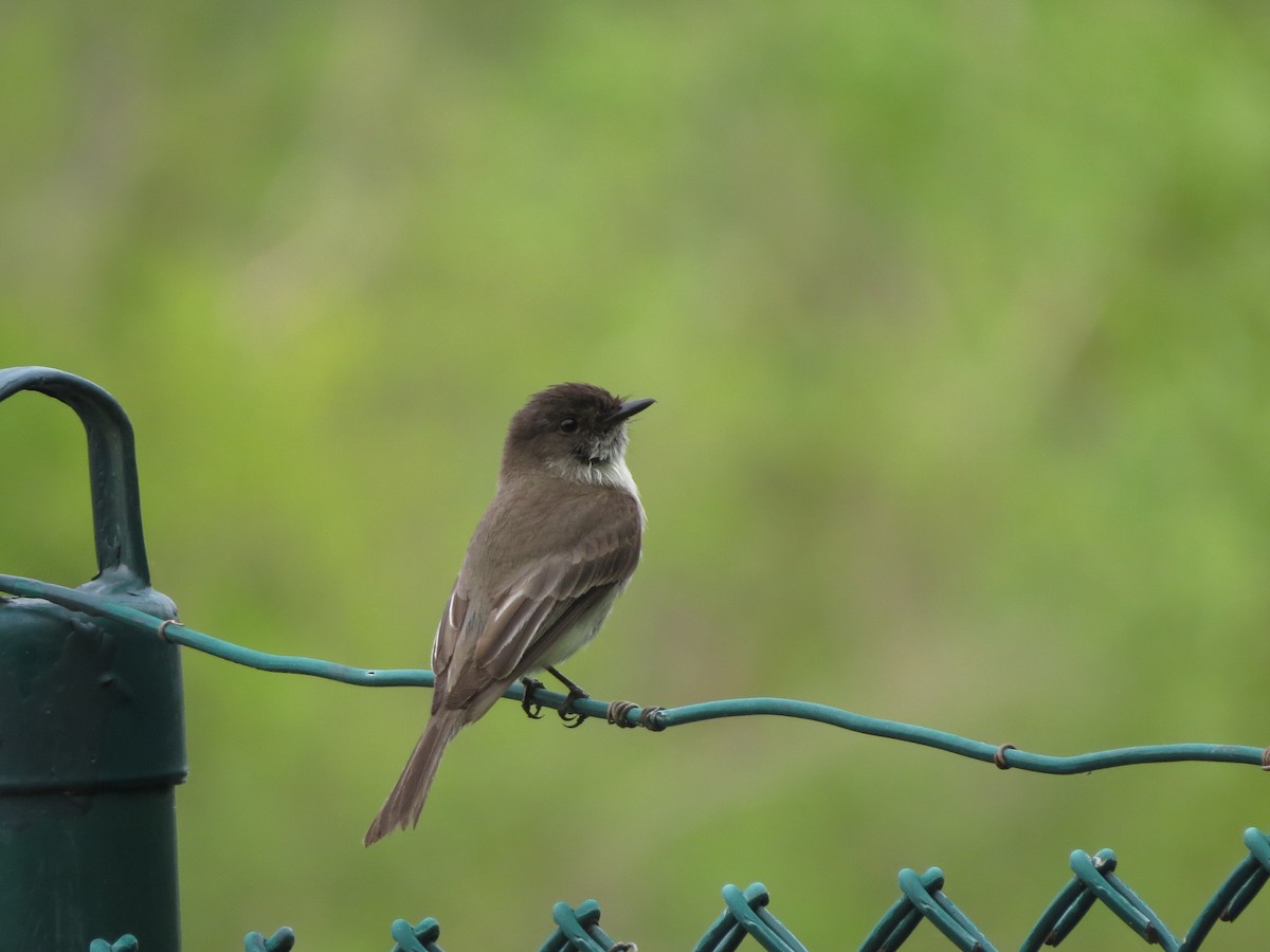 Eastern Phoebe - ML619479077