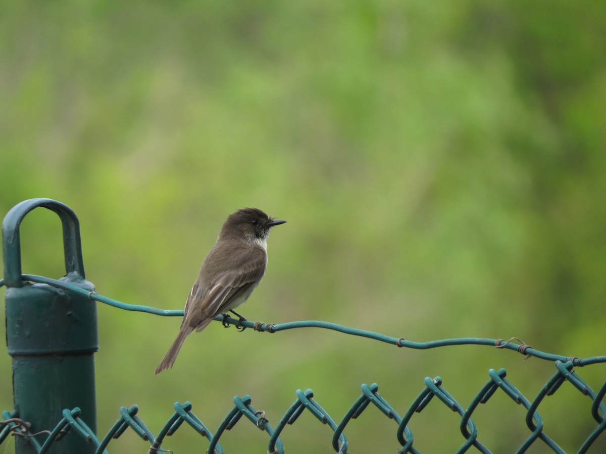 Eastern Phoebe - Melanie Mitchell