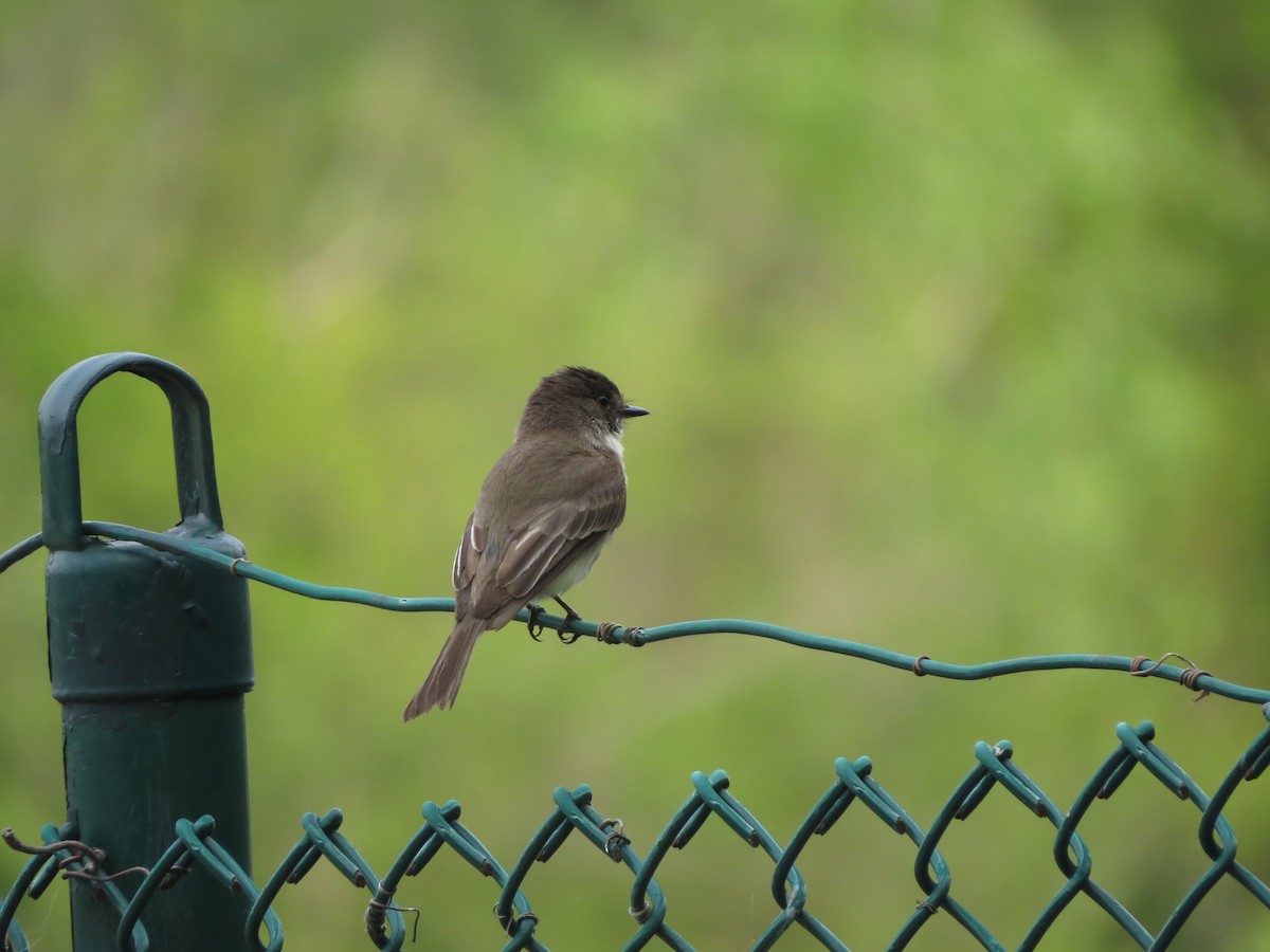 Eastern Phoebe - Melanie Mitchell