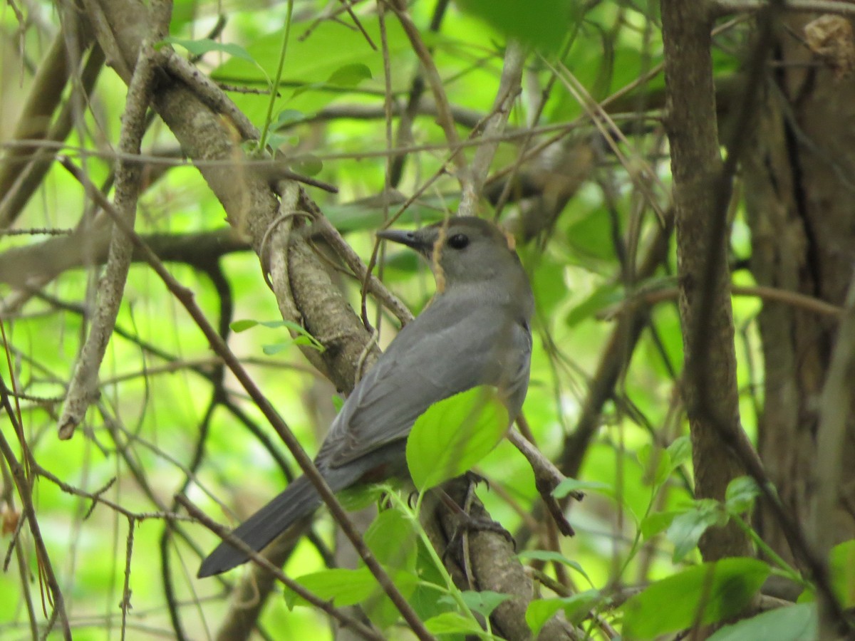 Gray Catbird - Melanie Mitchell