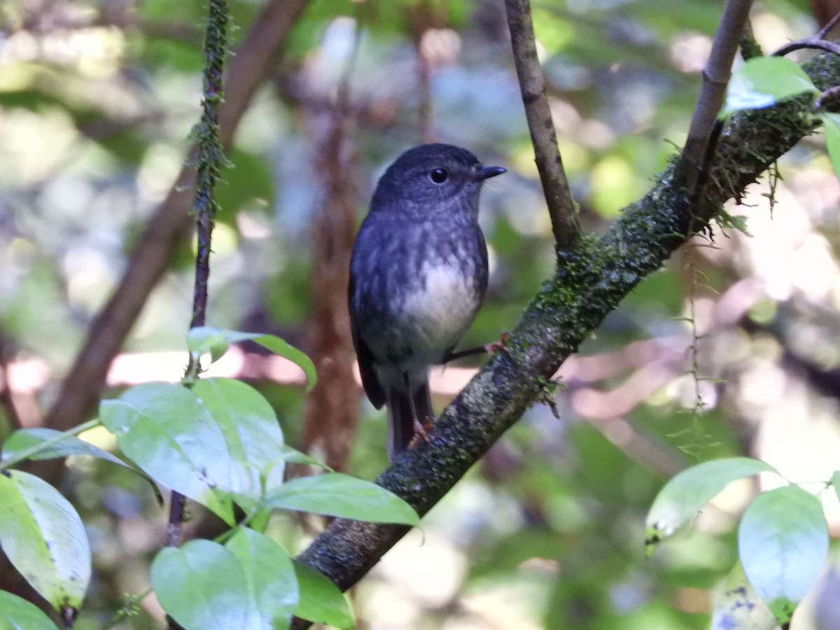 North Island Robin - ML619479085