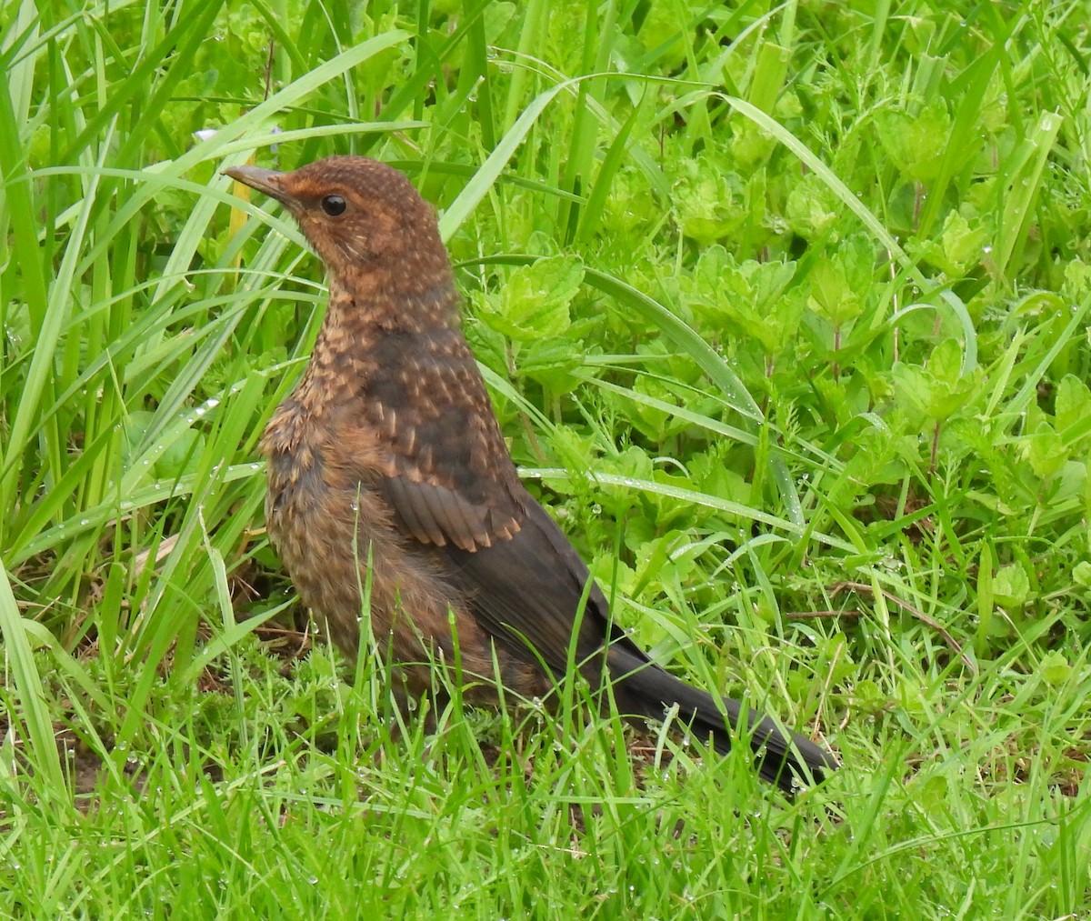 Eurasian Blackbird - Susanne Meidel