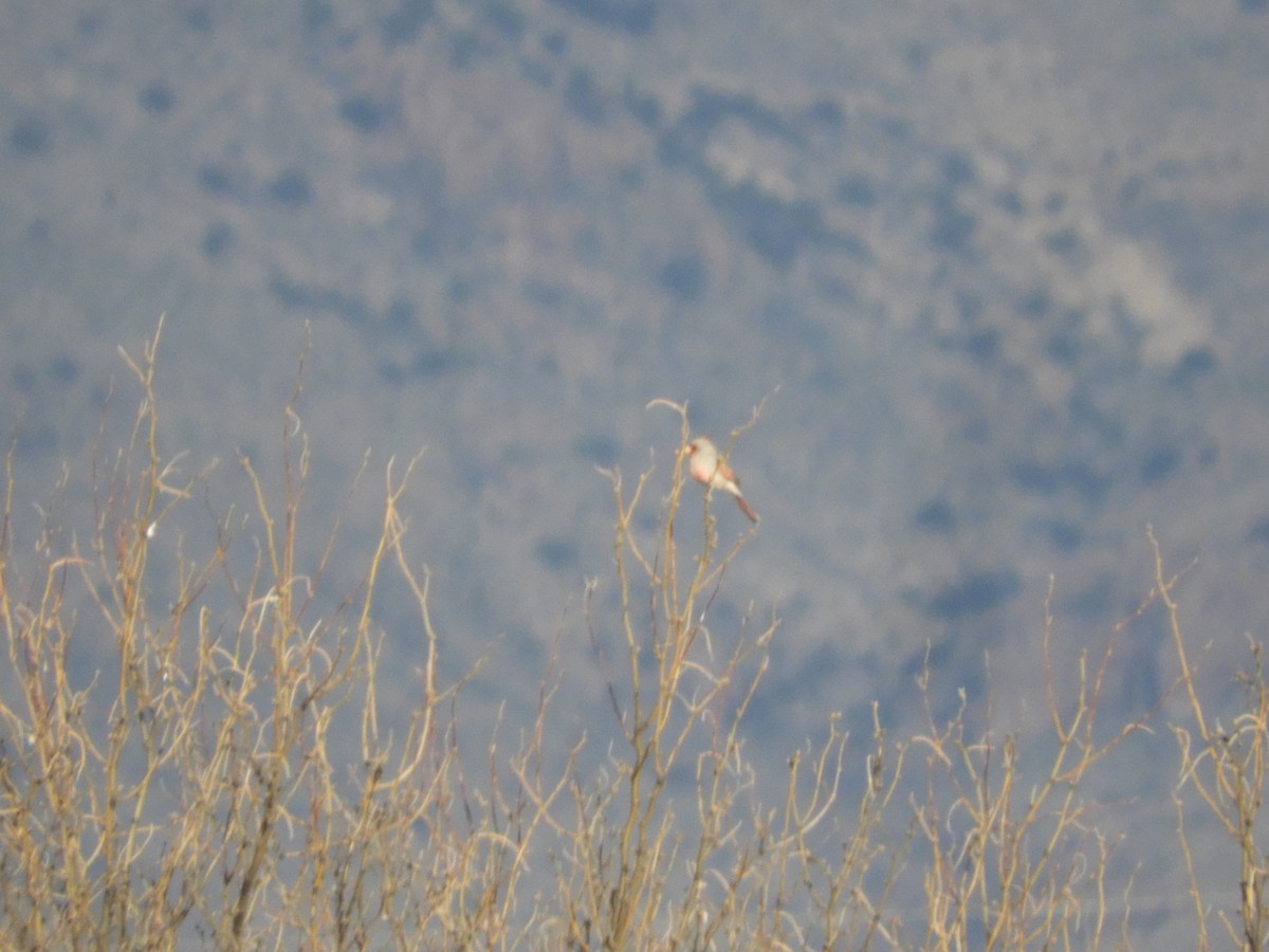 Pyrrhuloxia - Thomas Bürgi