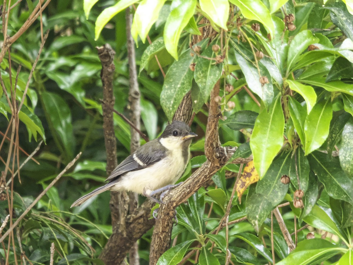 Japanese Tit - Kan Tojima