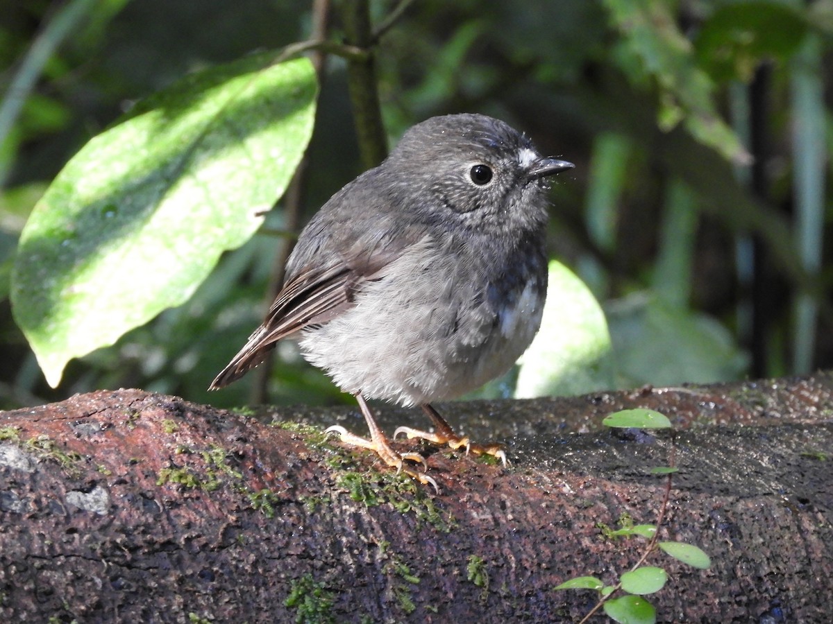 North Island Robin - Natalee Bozzi