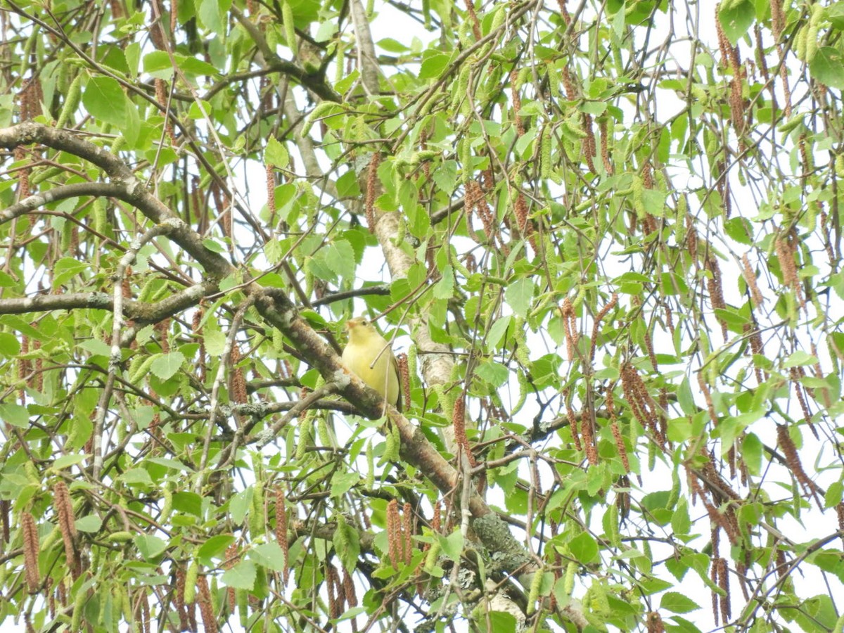 Icterine Warbler - Anja Kahl