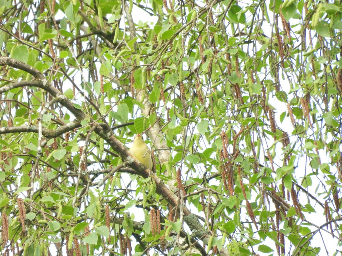 Icterine Warbler - Anja Kahl