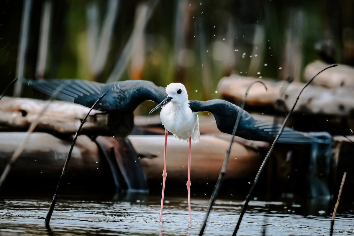 Black-winged Stilt - Richard Chayapong