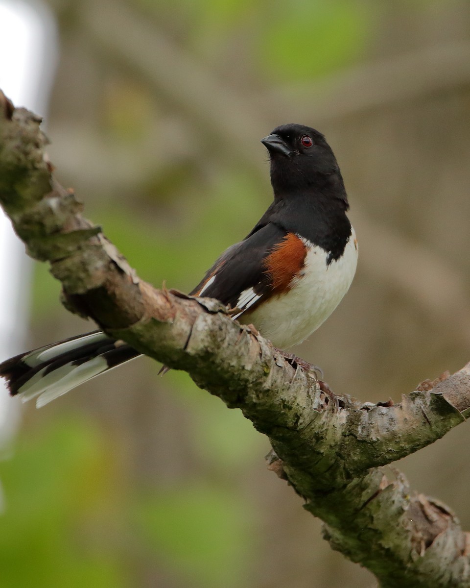 Eastern Towhee - Wes Slauenwhite