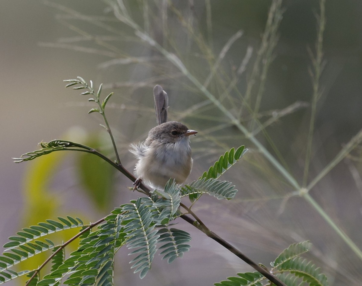 Red-backed Fairywren - Cathy Pert