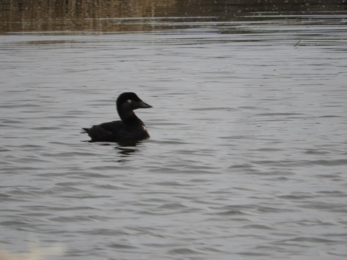 Surf Scoter - Thomas Bürgi