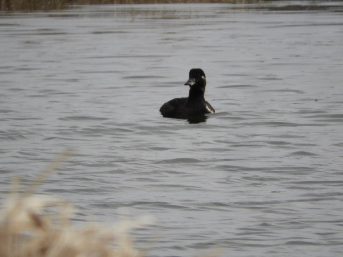 Surf Scoter - Thomas Bürgi