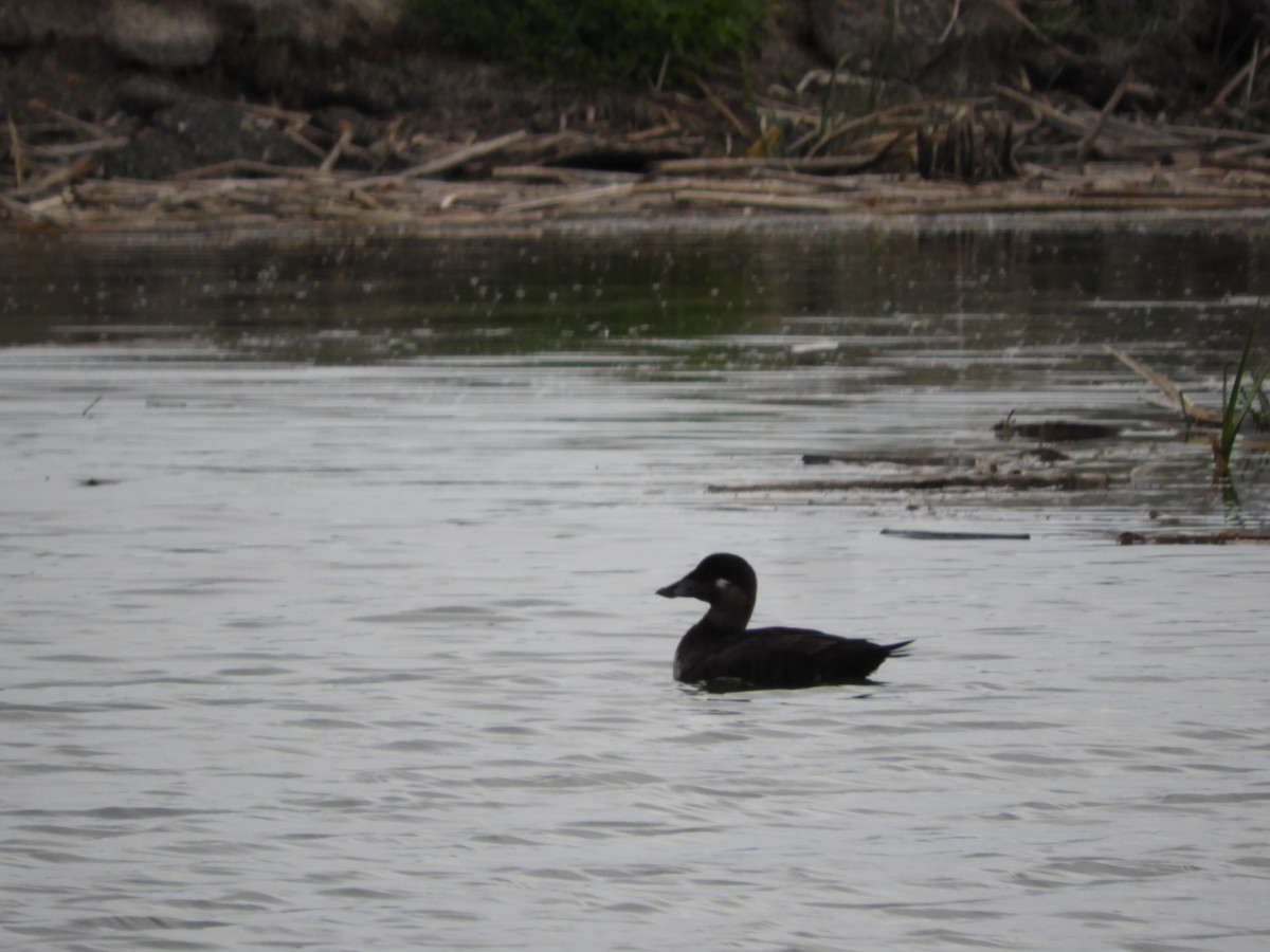 Surf Scoter - Thomas Bürgi